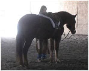 las vegas equestrian property